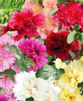 Шток-роза Королевская Яркий набор