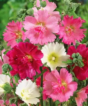 Шток-роза Мажоретта Яркий набор