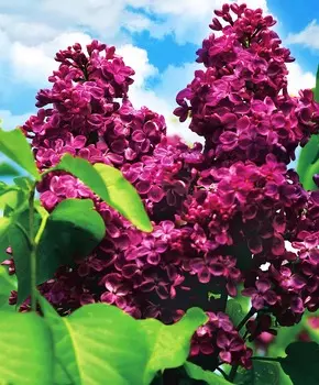 Сирень Красная Москва