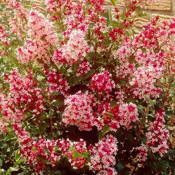 Сирень Мейера Ред Пикси