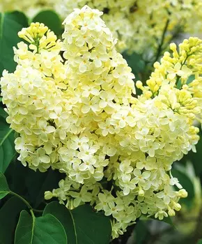 Сирень Примроуз