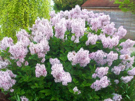 Сирень раскидистая Мисс Ким