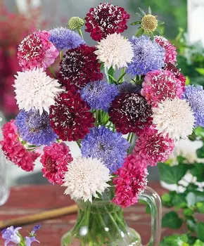 Скабиоза Цветной ковёр