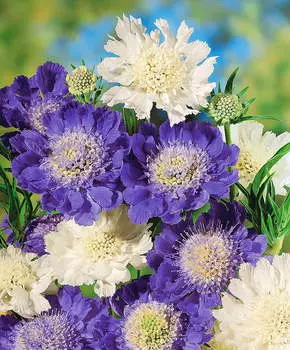 Скабиоза Дом Исаака набор