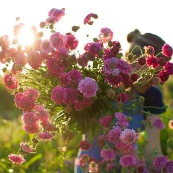 Скабиоза Лососевая