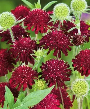 Скабиоза Вишнёвая