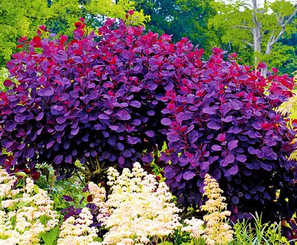 Скумпия Грейс