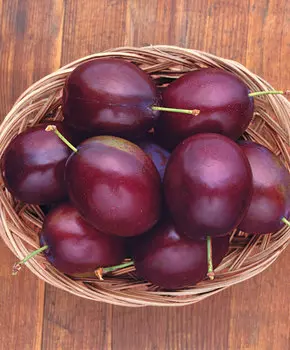 Слива Алая заря