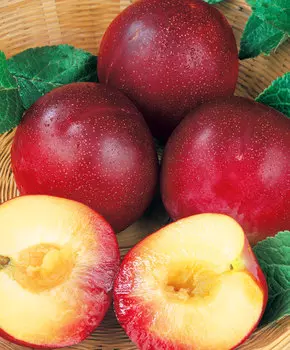 Слива Амурская роза