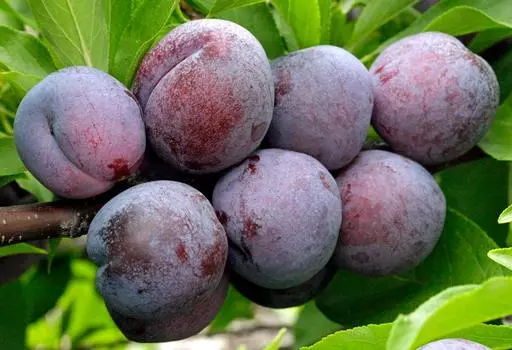 Слива Чернослив поздний