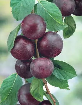 Слива Даная