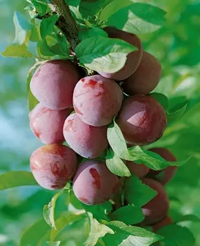 Слива Дар орла