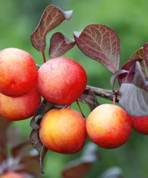 Слива Генеральская