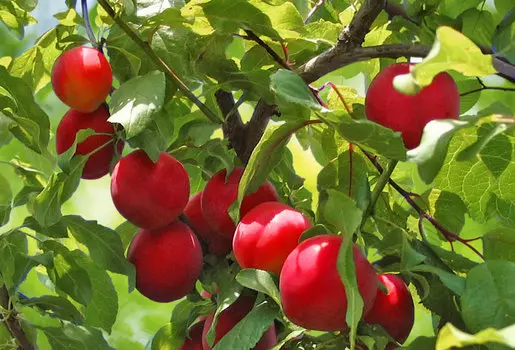 Слива Июльская роза