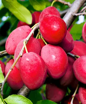 Слива Кубанская комета