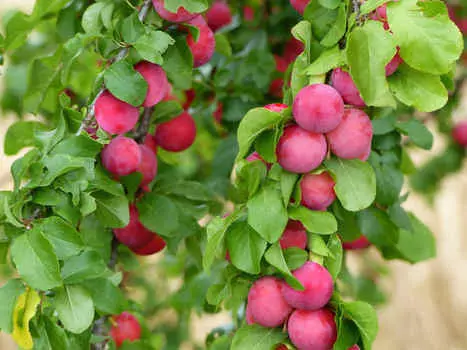 Слива Кубанская комета