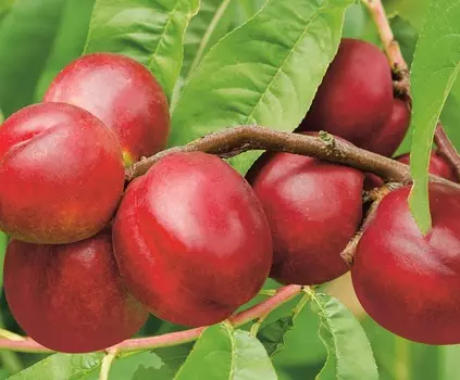 Слива Неженка