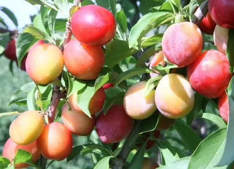 Слива Пионерка