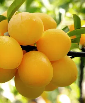 Слива Подарок Санкт-Петербургу