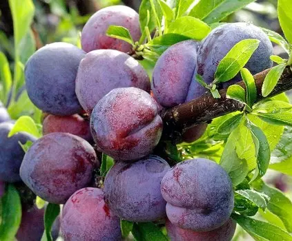 Слива Сапфир