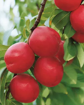 Слива Селигран