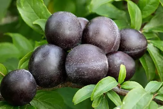 Слива Сигма