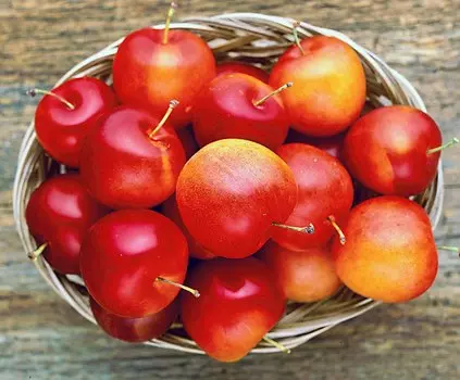 Слива Скороплодная