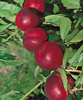 Слива Уральская красная