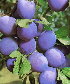 Слива Уральский чернослив