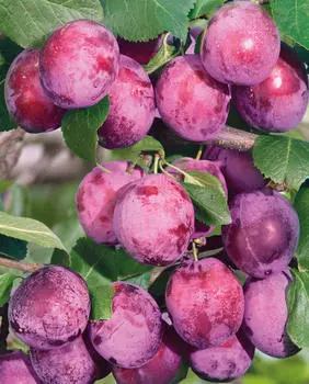 Слива Венгерка уральская