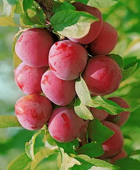 Слива Веста