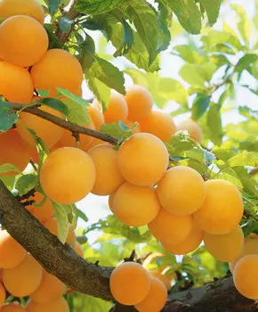 Слива Завет