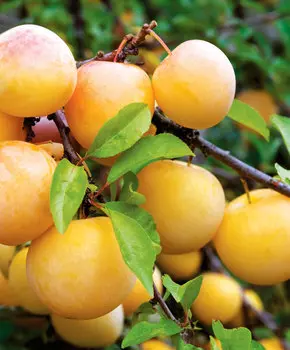 Слива Жёлтая Хопты