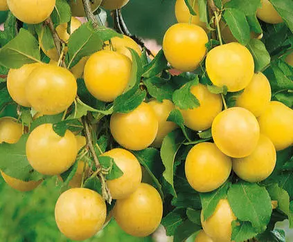 Слива Злато скифов