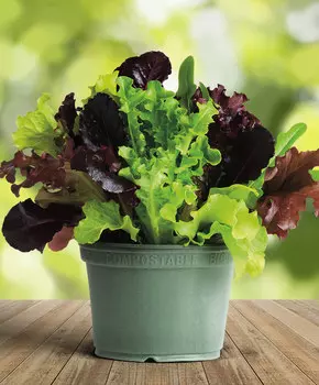 Смесь салатов Альфреско