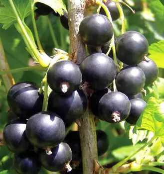 Смородина Бальсгард Мартин