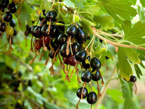 Смородина Ермак