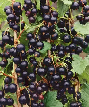 Смородина Изюмная