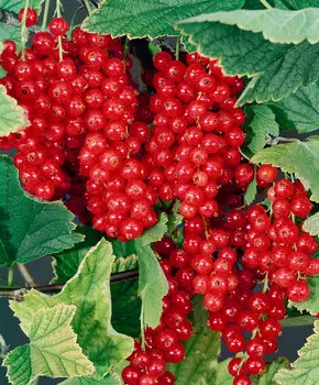 Смородина Йонкер ван тетс