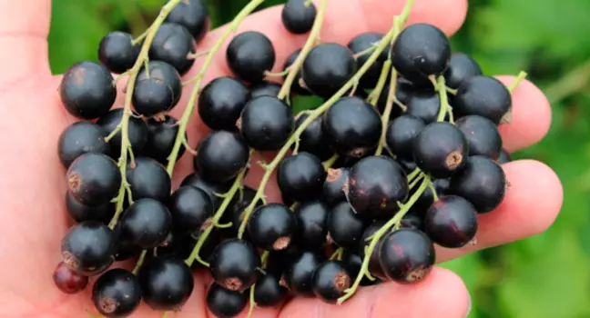 Смородина Марьюшка