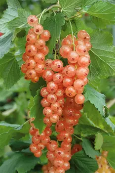 Смородина Мускат розовый