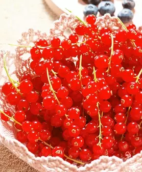 Смородина Ненаглядная