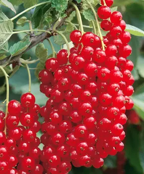 Смородина Ненаглядная