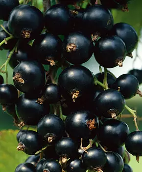 Смородина Ориана