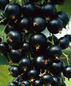 Смородина Ориана