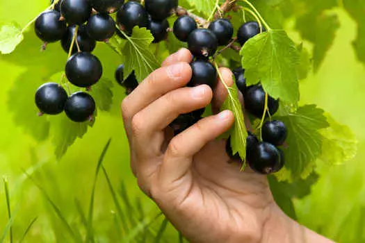 Смородина Пигмей