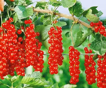 Смородина Ранняя сладкая