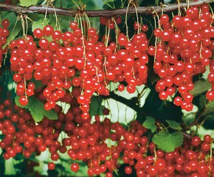 Смородина Розетта