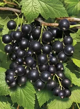 Смородина Синегорье