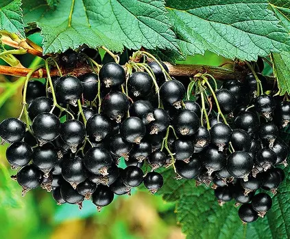 Смородина Титания